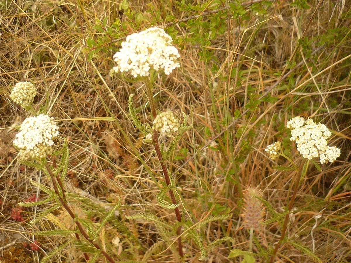 Achillea collina (Asteraceae)